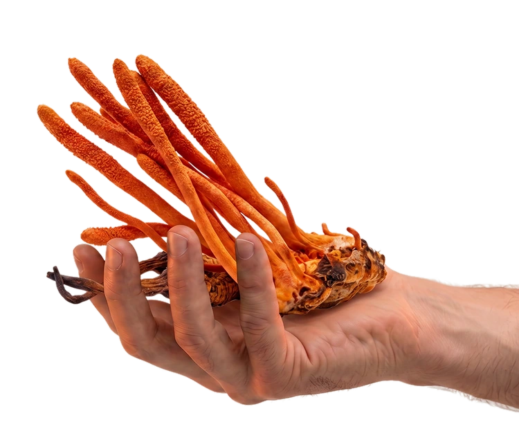 A hand holding a bundle of orange cordyceps