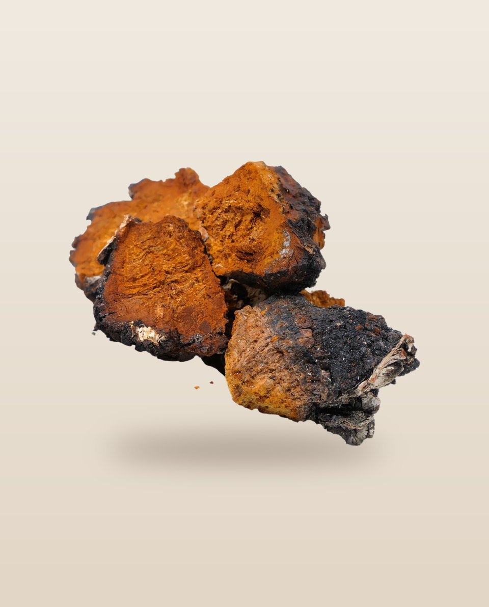 Chaga