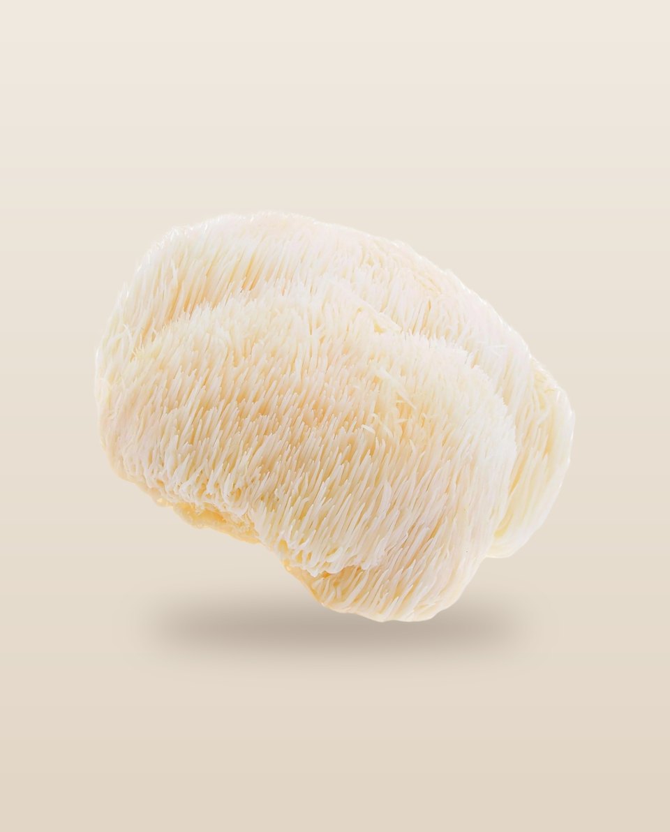 Lion’s Mane