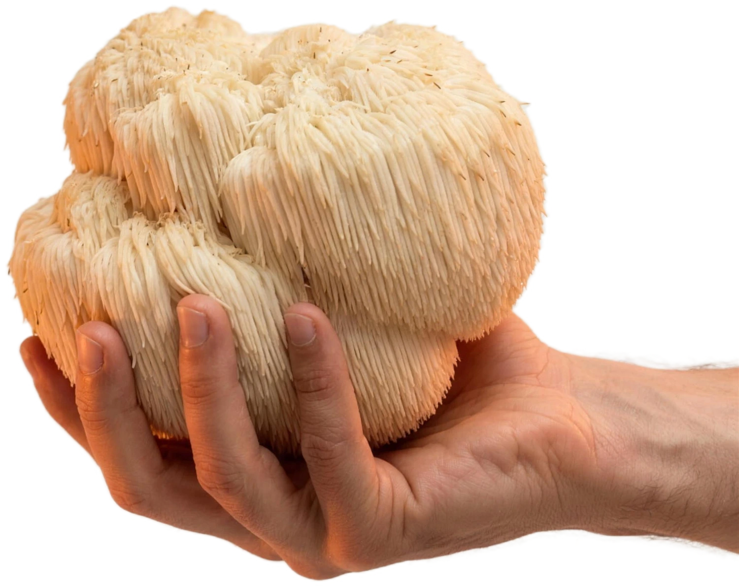 A hand holding a whole white lion’s mane mushroom