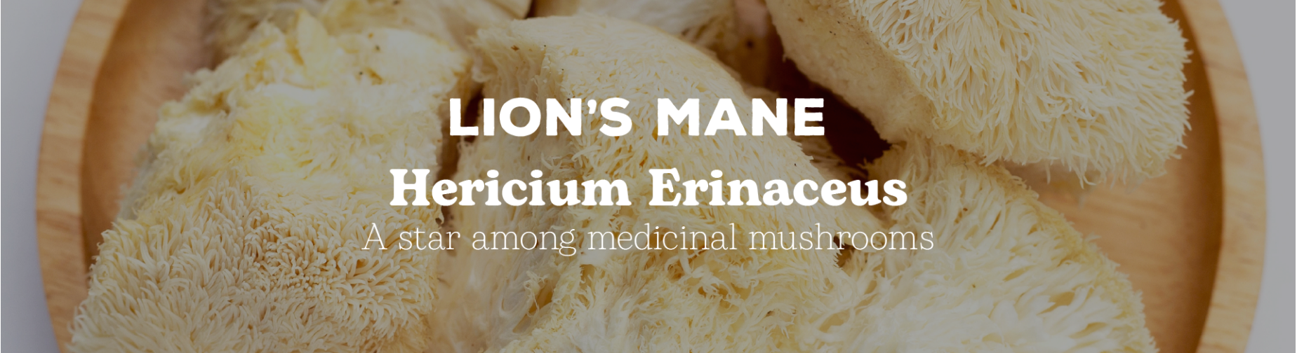 Lion's Mane – A Star Among Medicinal Mushrooms