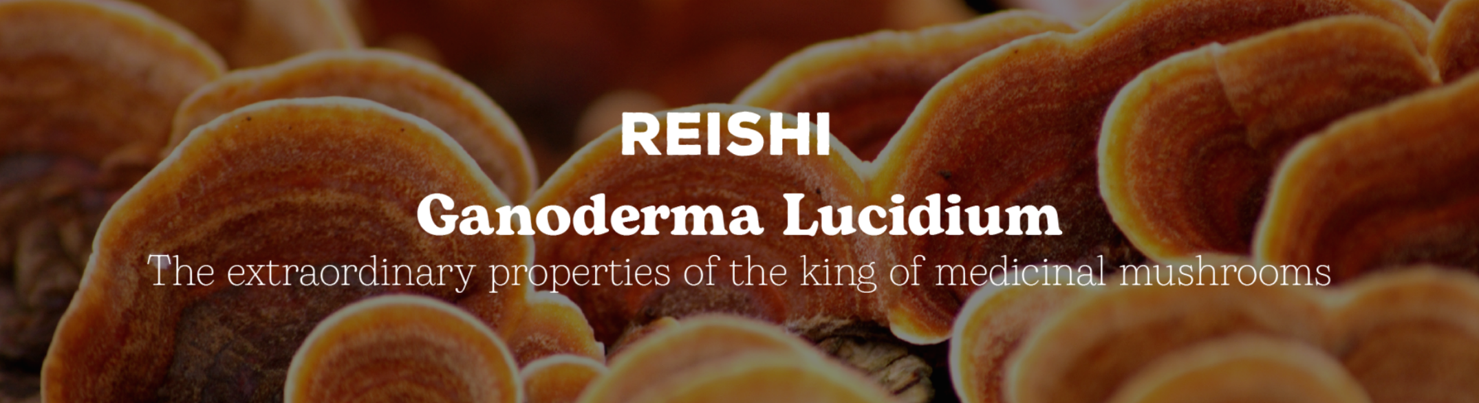 Reishi - The Extraordinary Properties of the King of Medicinal Mushrooms