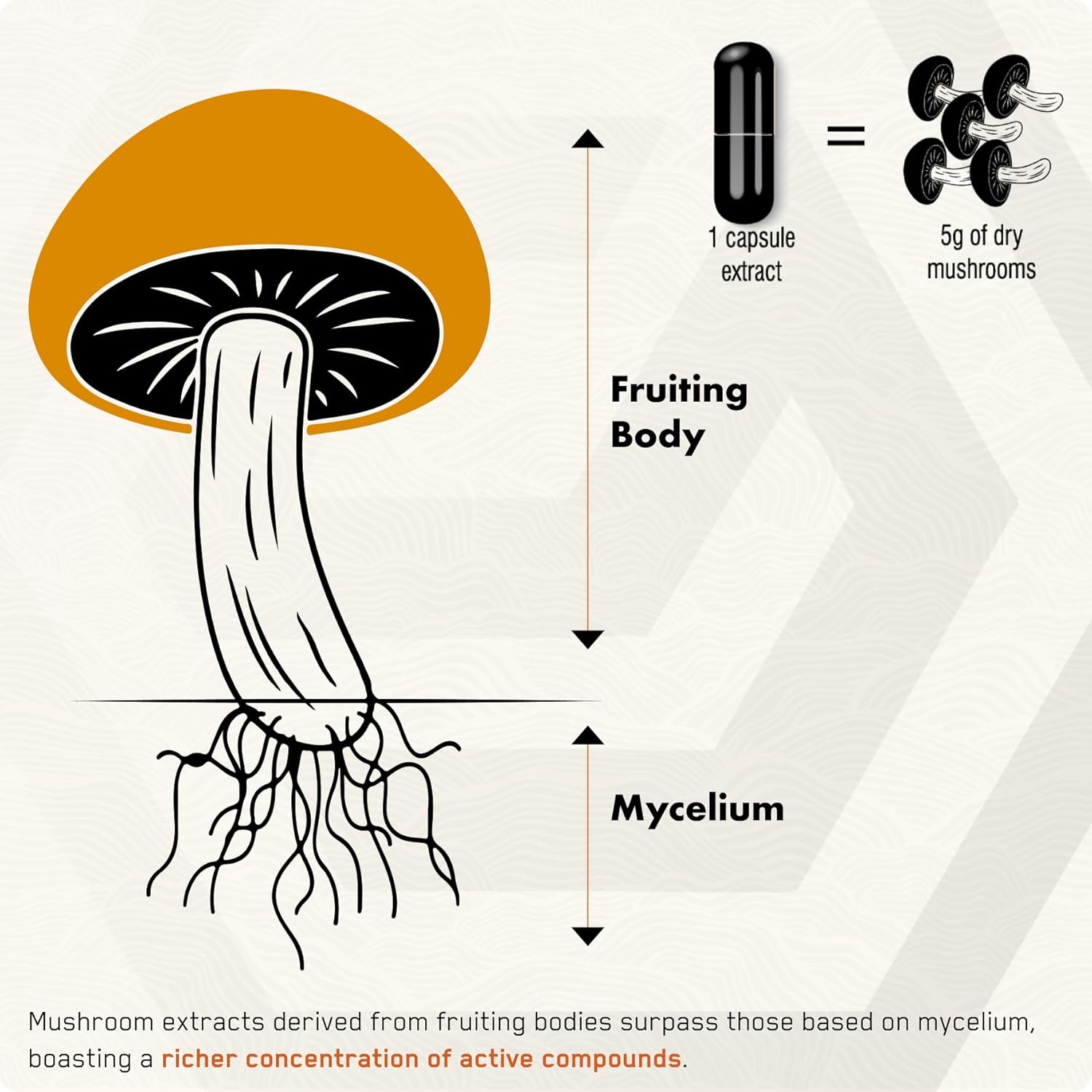 Lion's Mane - Solvelabs