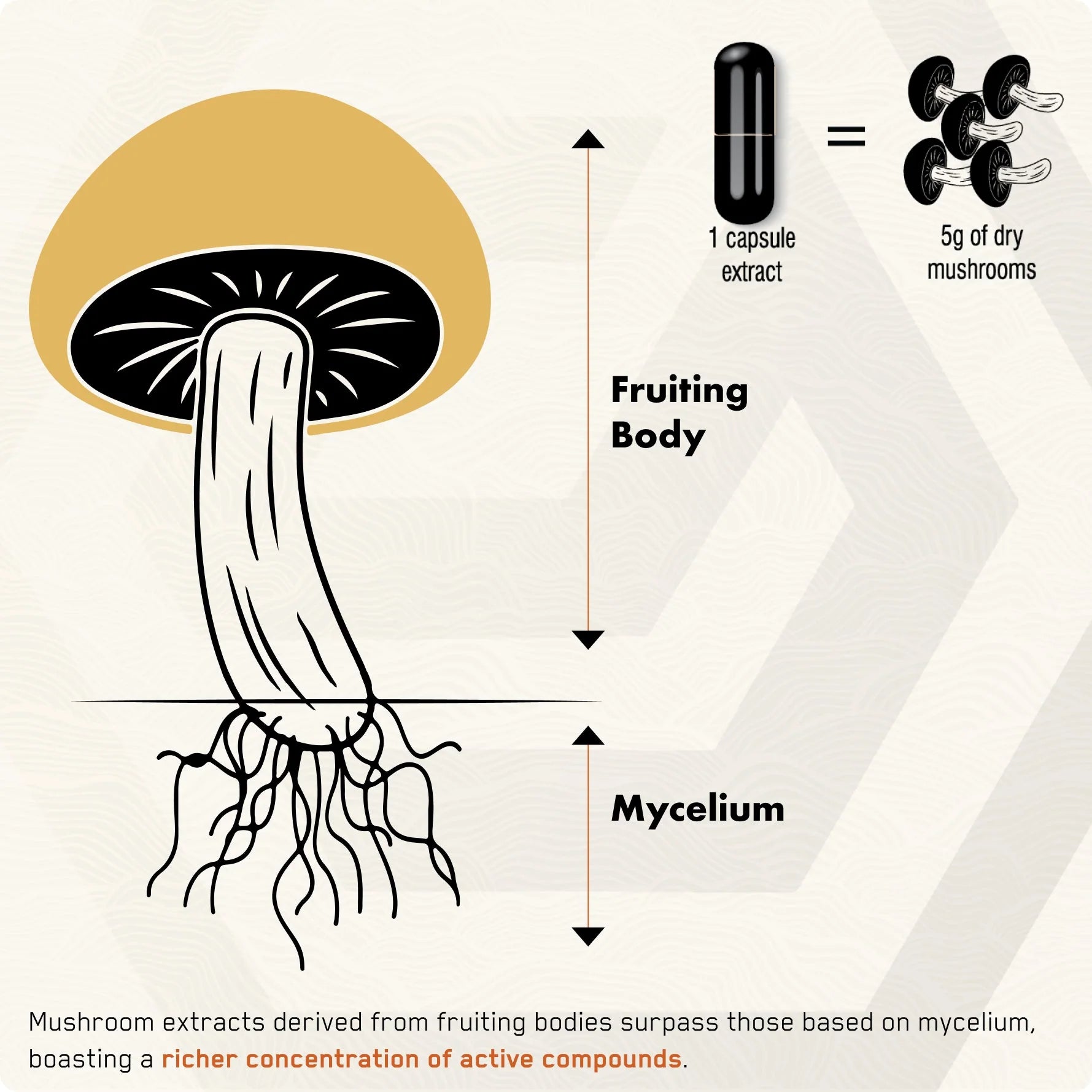 Lion's Mane - Solvelabs
