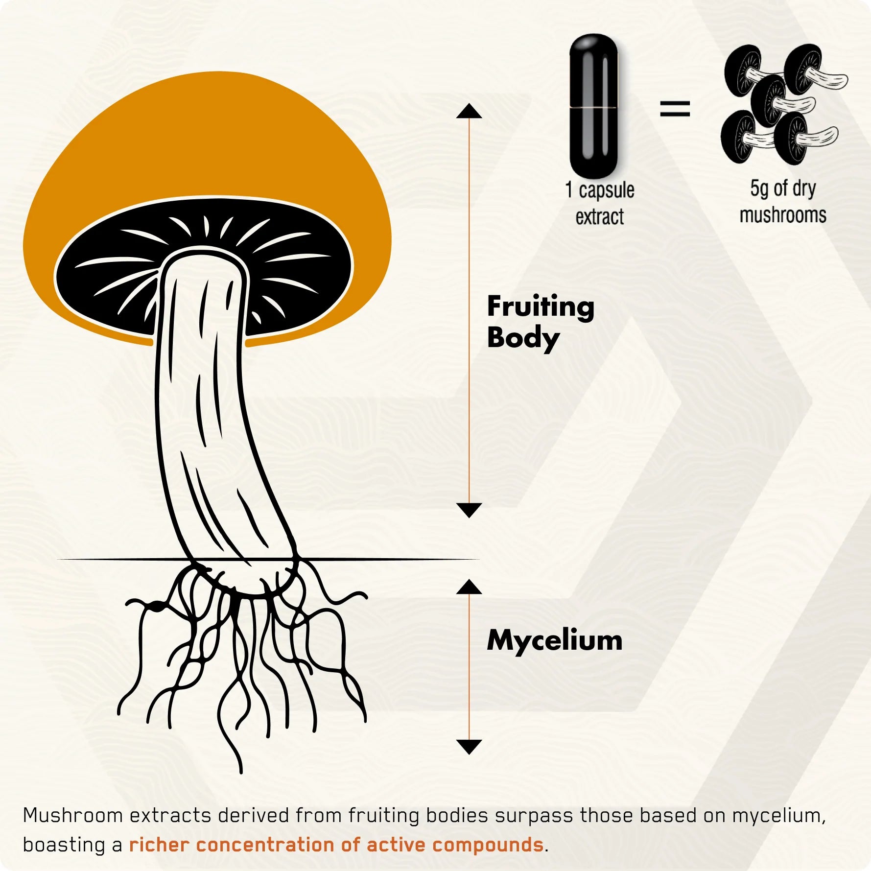 Lion's Mane - Solvelabs
