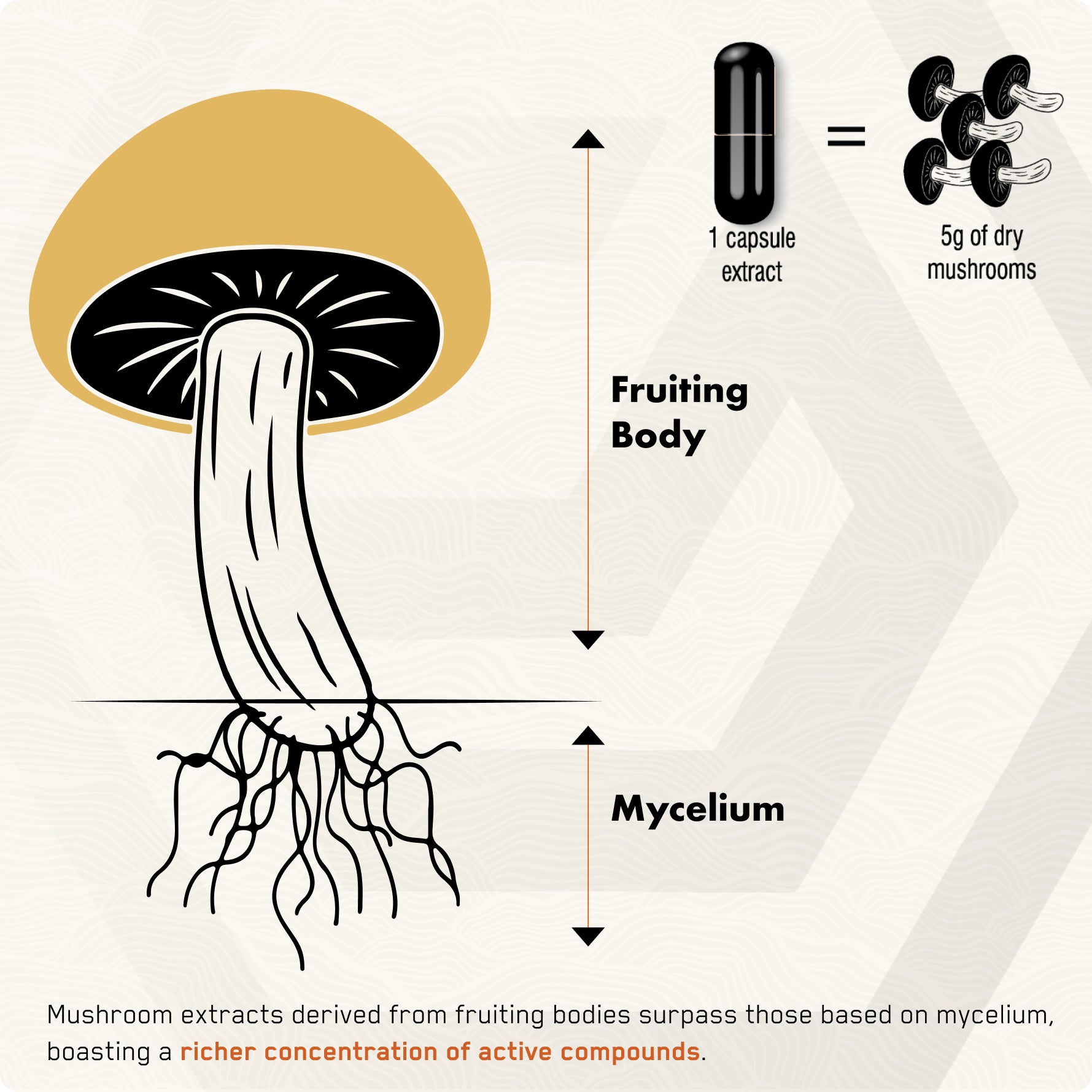 Lion's Mane - Solvelabs