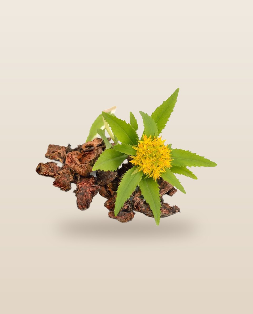 Rhodiola