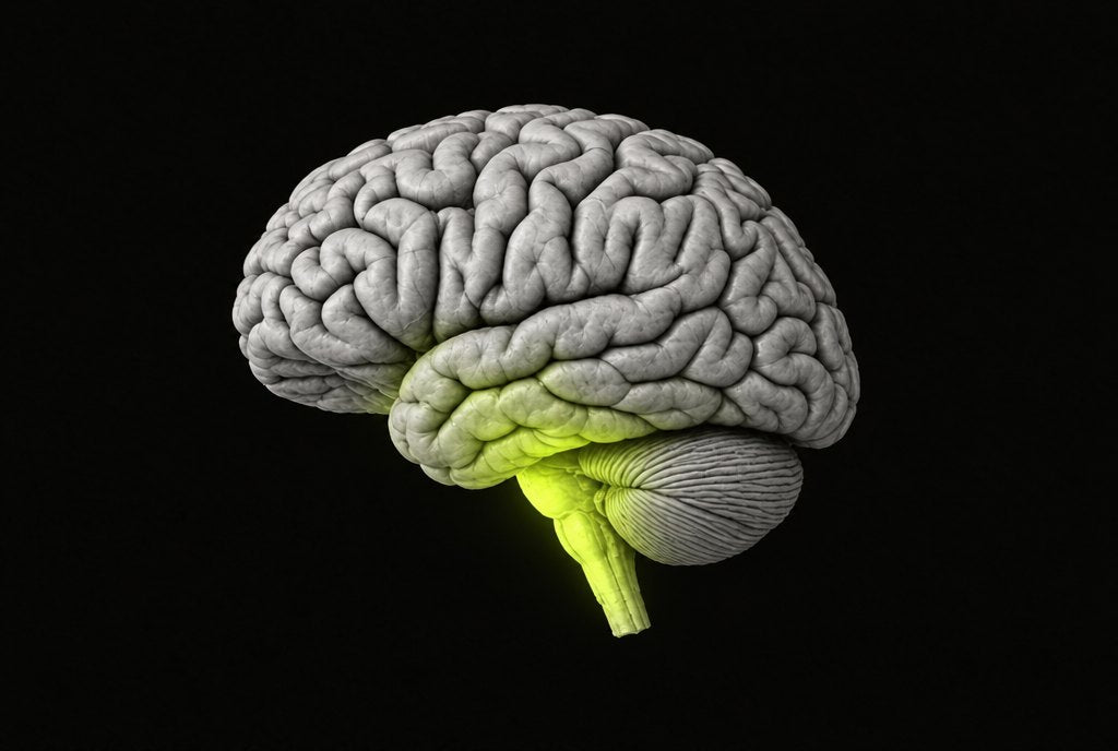 The same brain with a calm glow at its base and brain stem