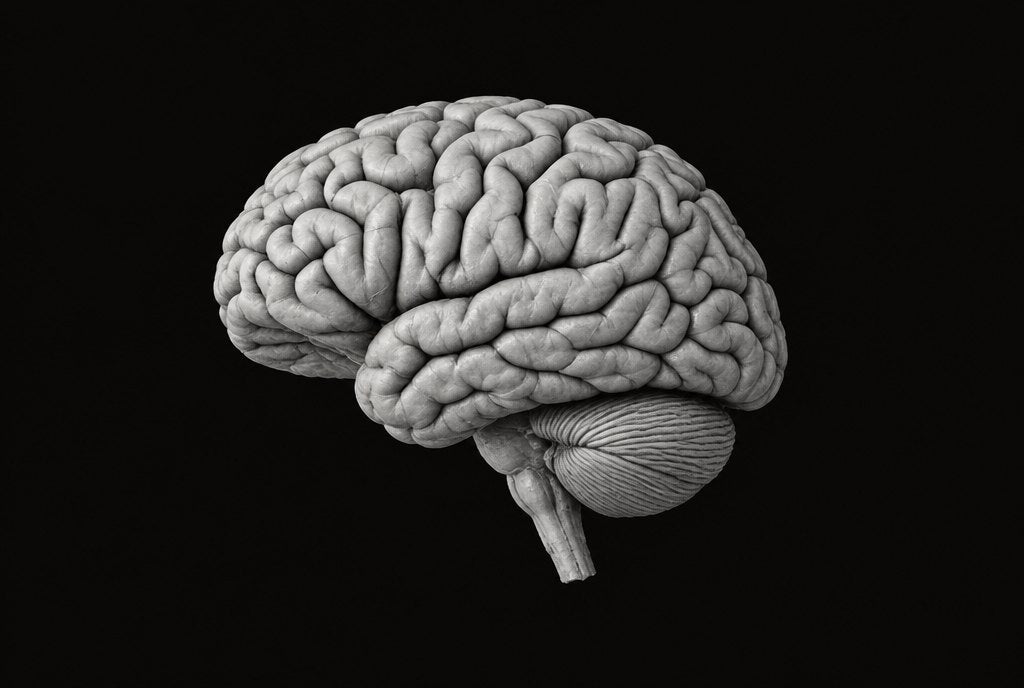The human brain in side view, in black and white