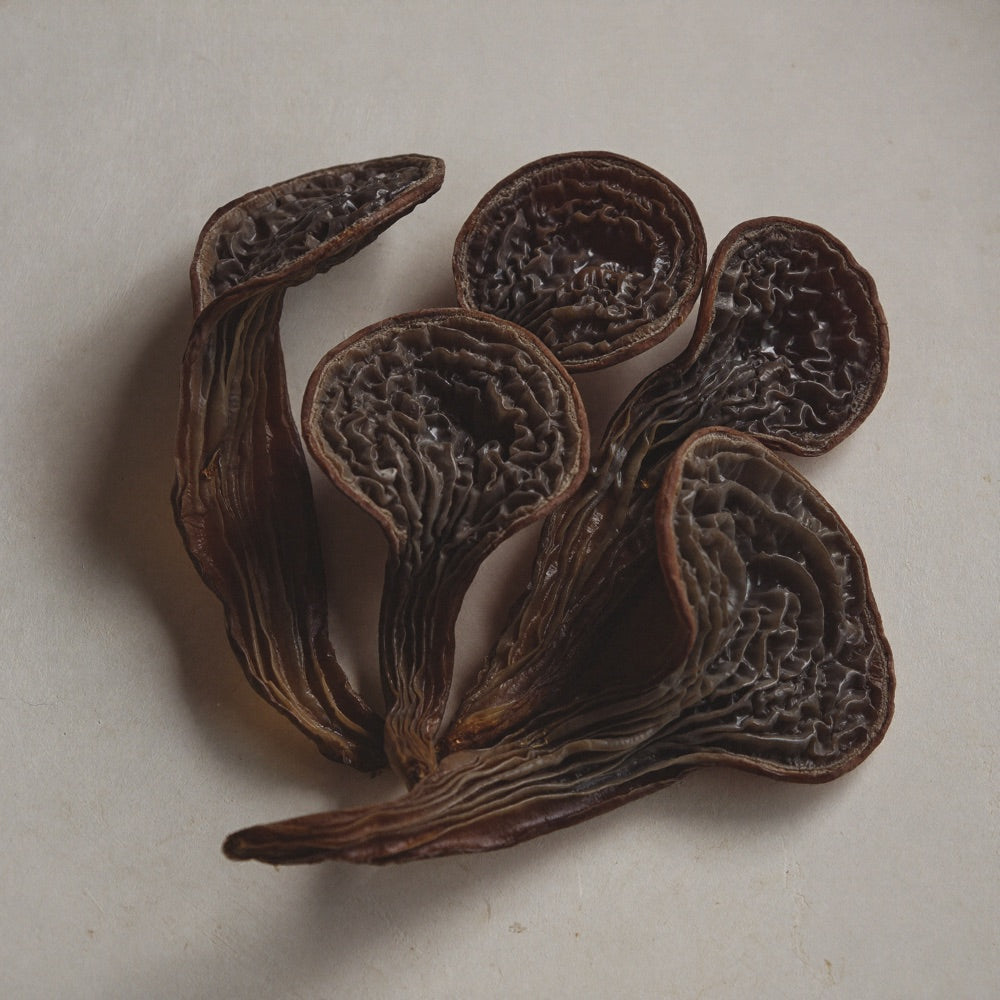 Auricularia