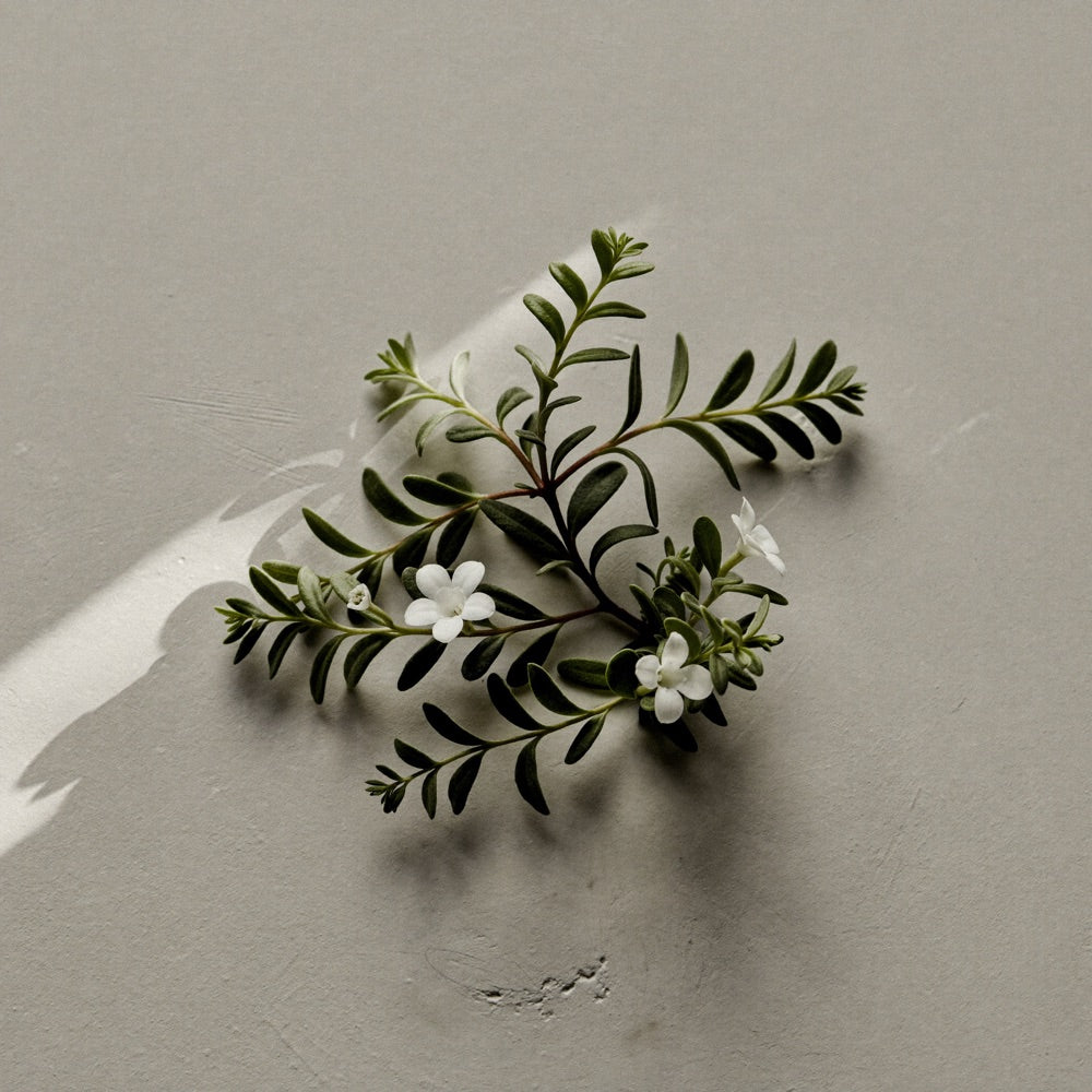 Bacopa