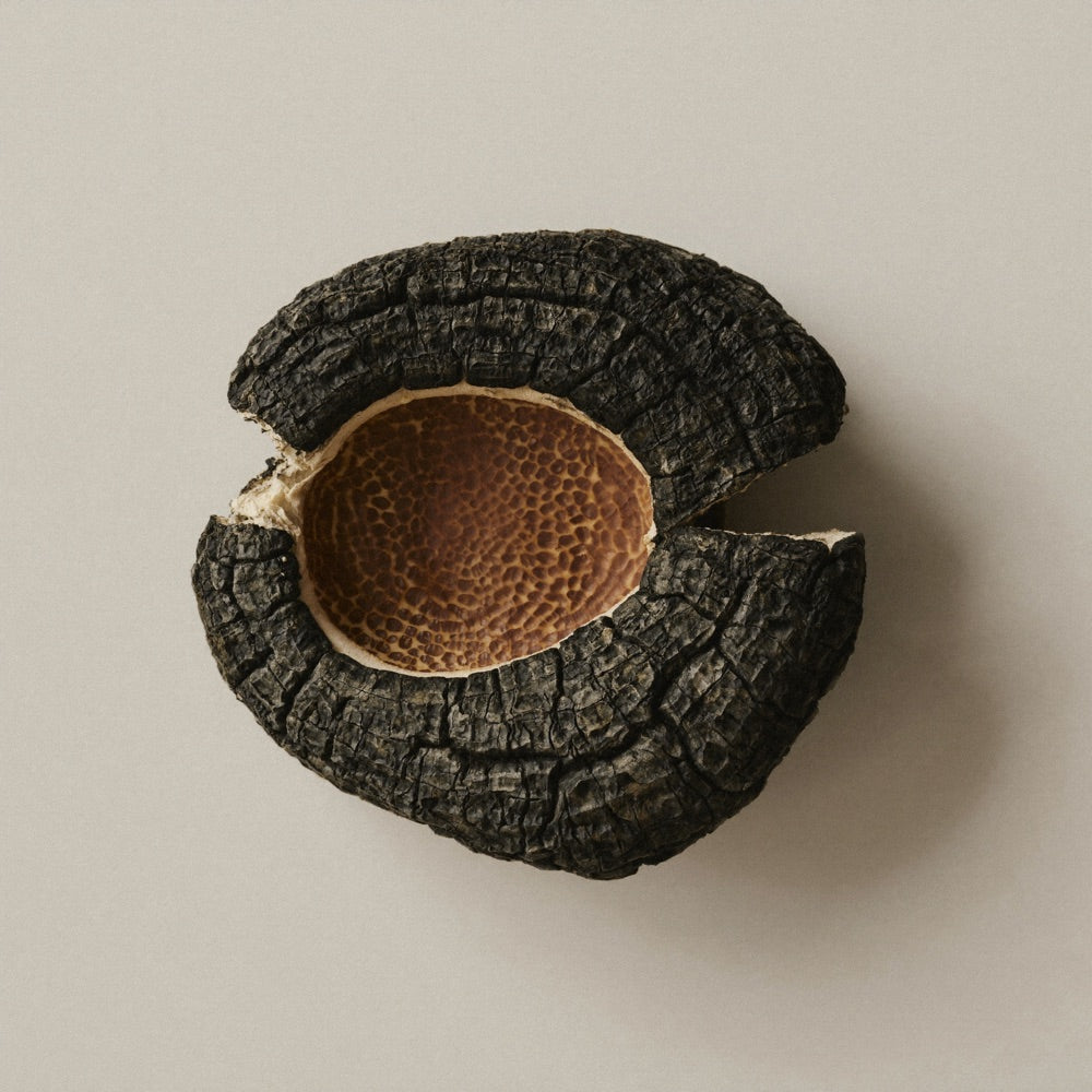 Chaga
