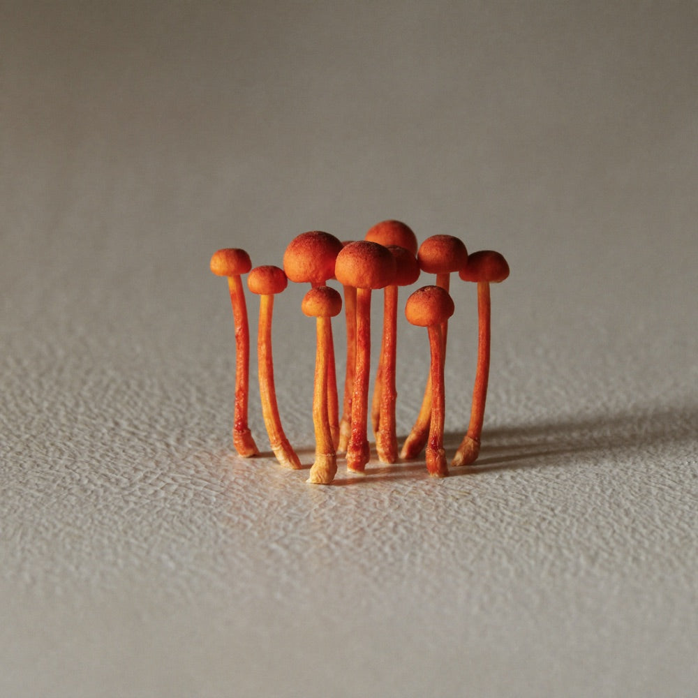 Cordyceps