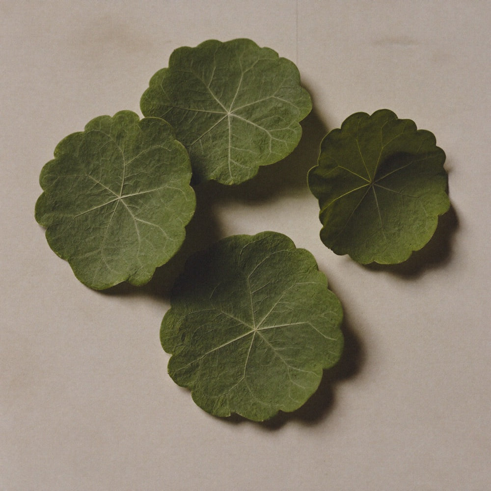 Gotu kola