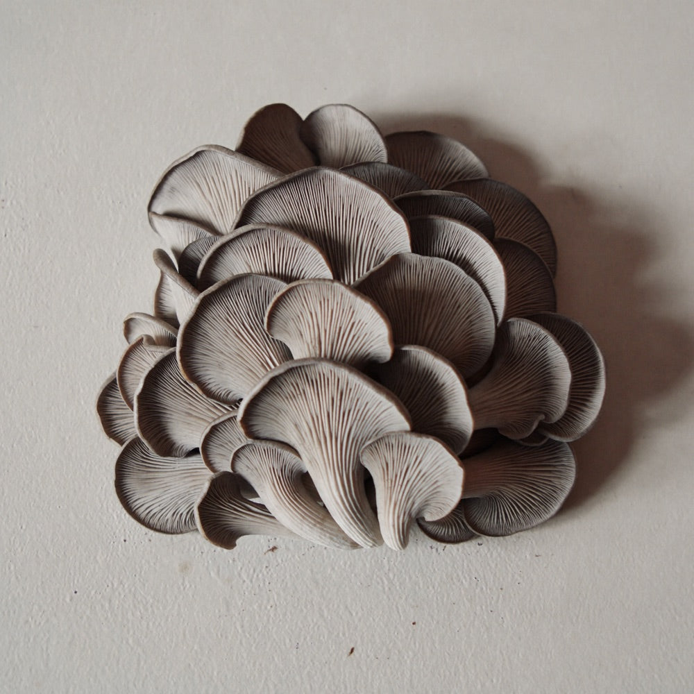 Maitake