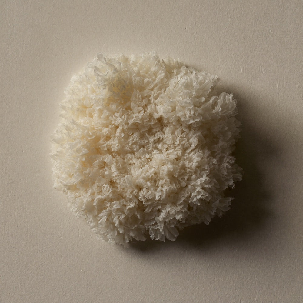 Tremella