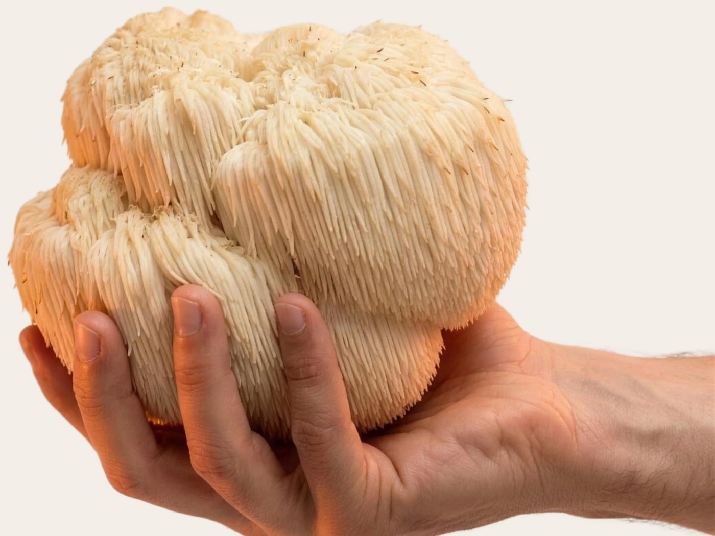 A whole white, shaggy Lion's Mane mushroom held in an open hand