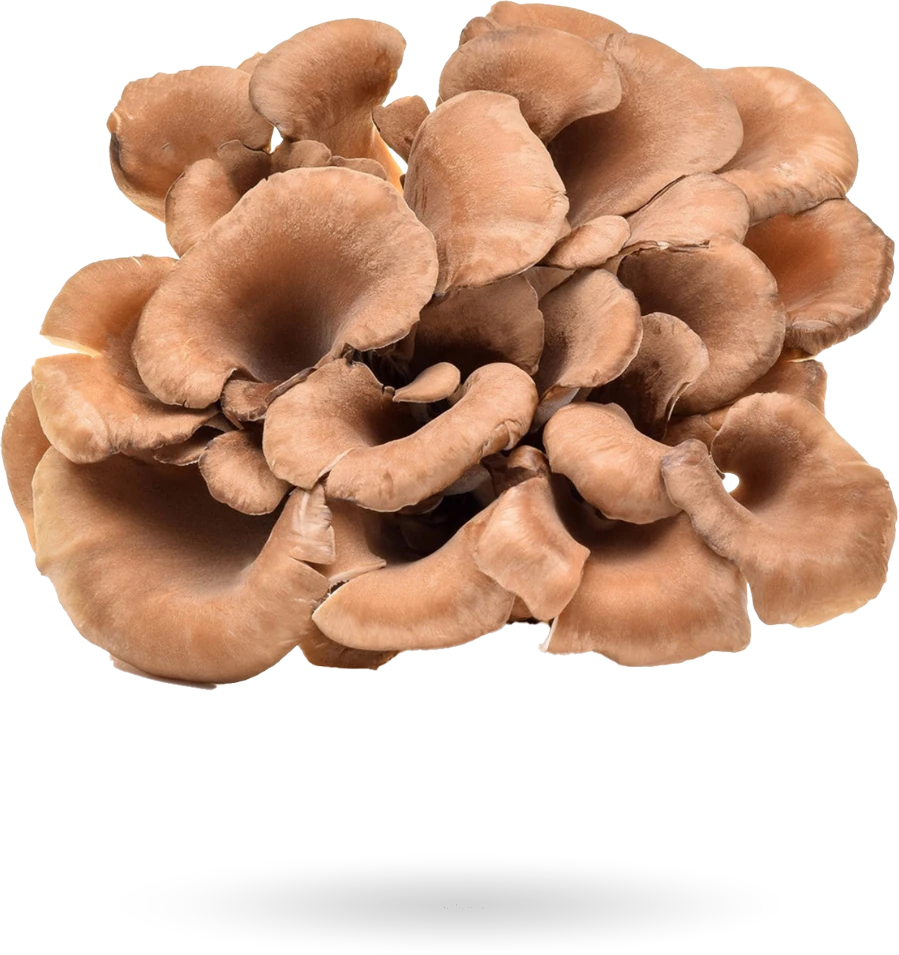Un racimo entero de maitake: sombreros de color marrón claro superpuestos sobre una misma base