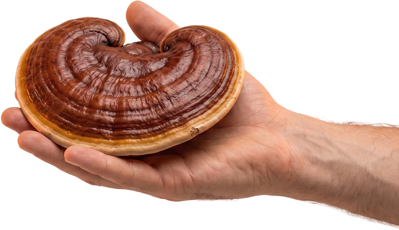 A hand holding a lacquered red-brown reishi mushroom